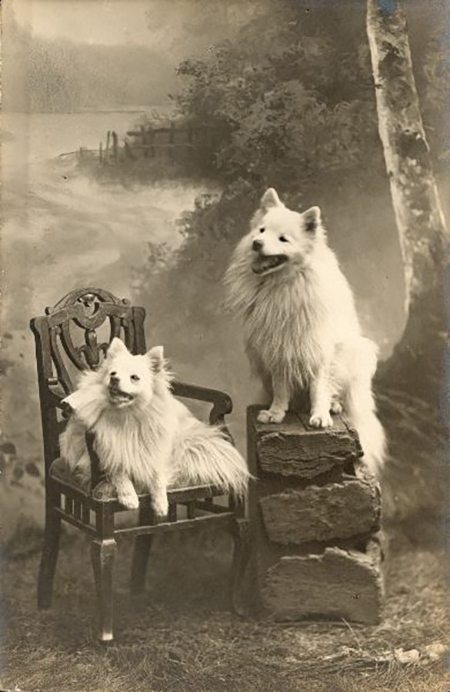 Weiße Spitzhunde, ca. 1920 Schweden